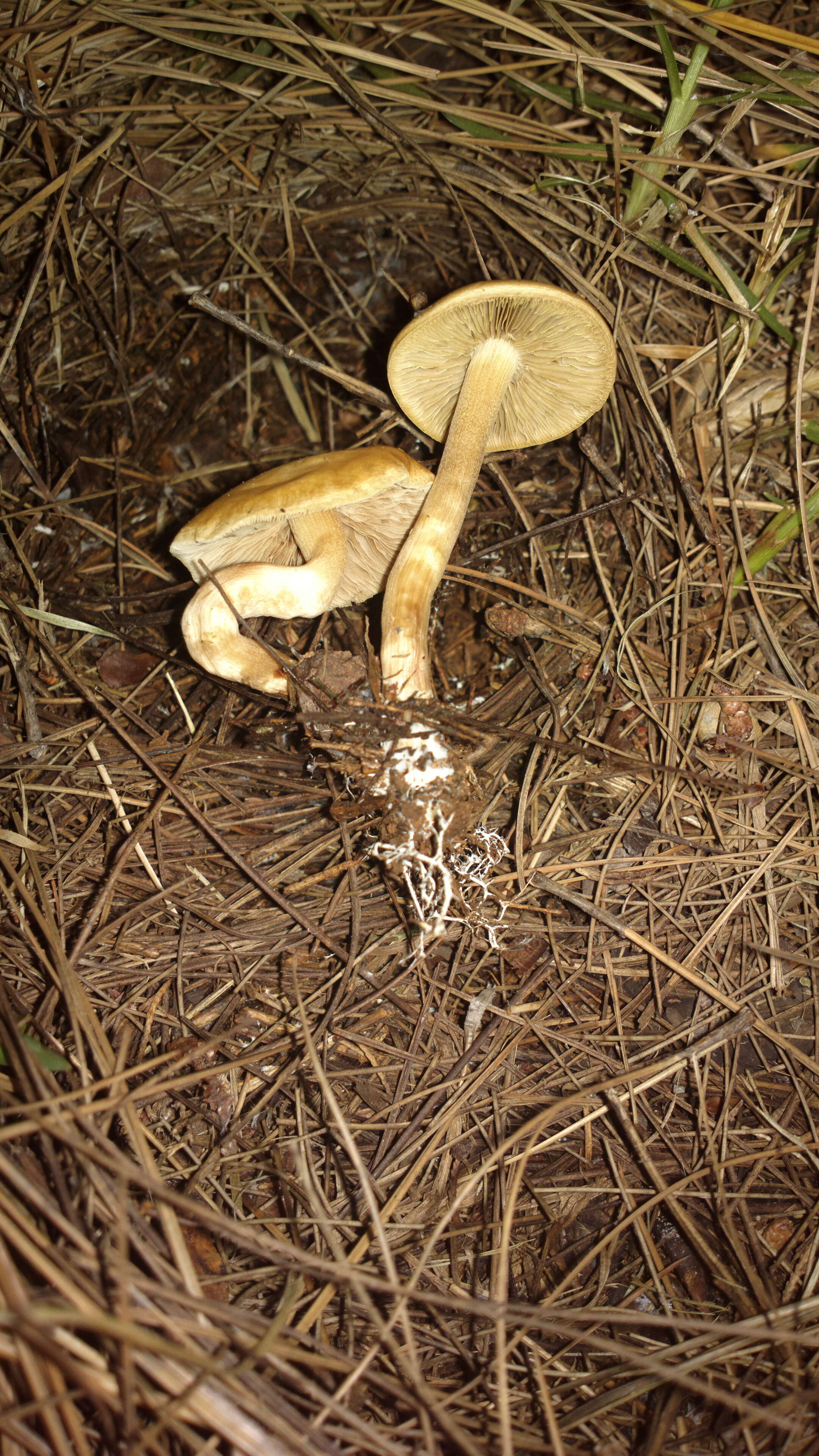 Слика од Agrocybe putaminum (Maire) Singer 1936