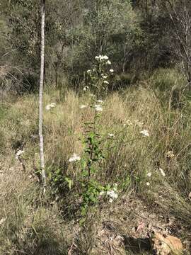 Olearia nernstii F. Müll. resmi