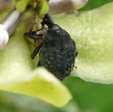 Image of Milkweed Stem Weevil