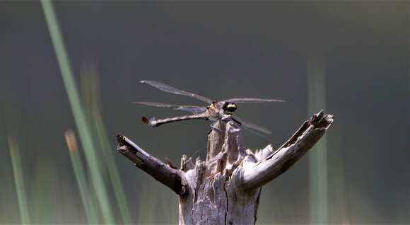 Image of Coastal Petaltail