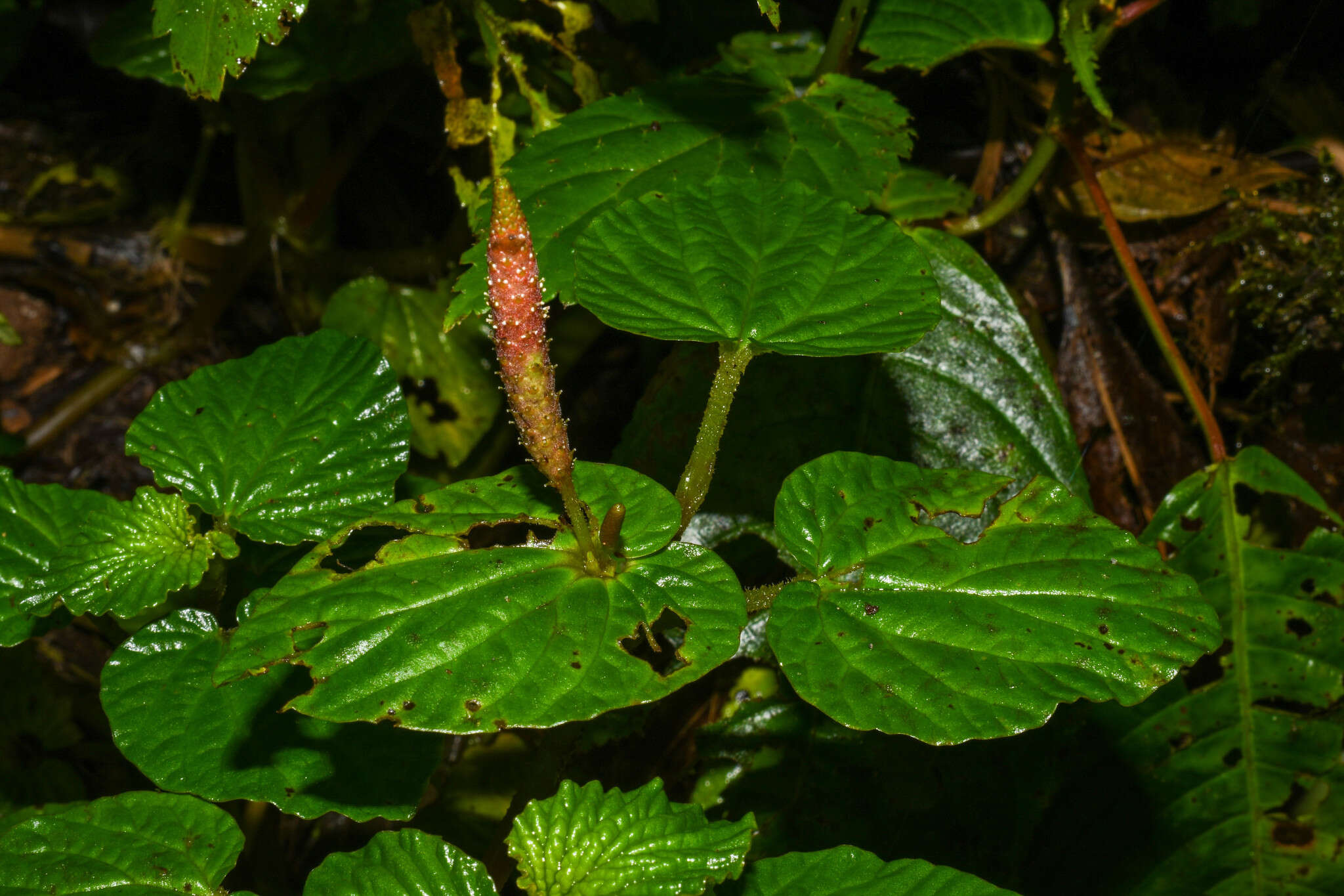 صورة Peperomia pachystachya C. DC.