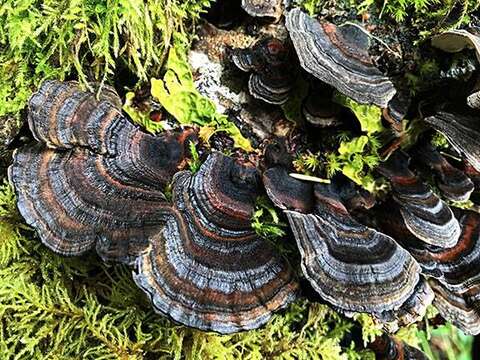 Image of Turkey Tail