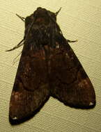 Audea bipunctata Walker 1857的圖片