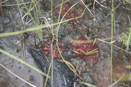 صورة Drosera burkeana Planch.