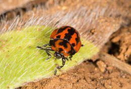 Image of Pilemostoma fastuosa (Schaller 1783)