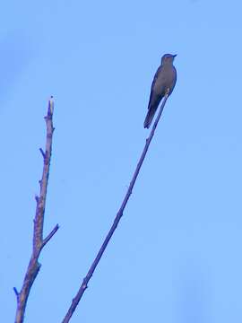 Image of Townsend's Solitaire