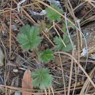 Image of Navajo cinquefoil