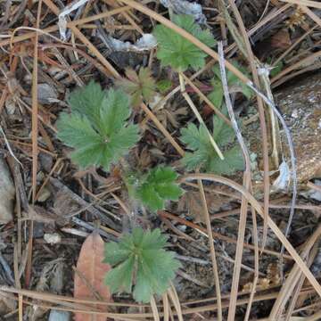 Слика од Potentilla subviscosa Greene