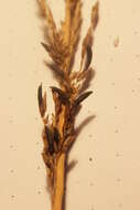 Image of Ergot