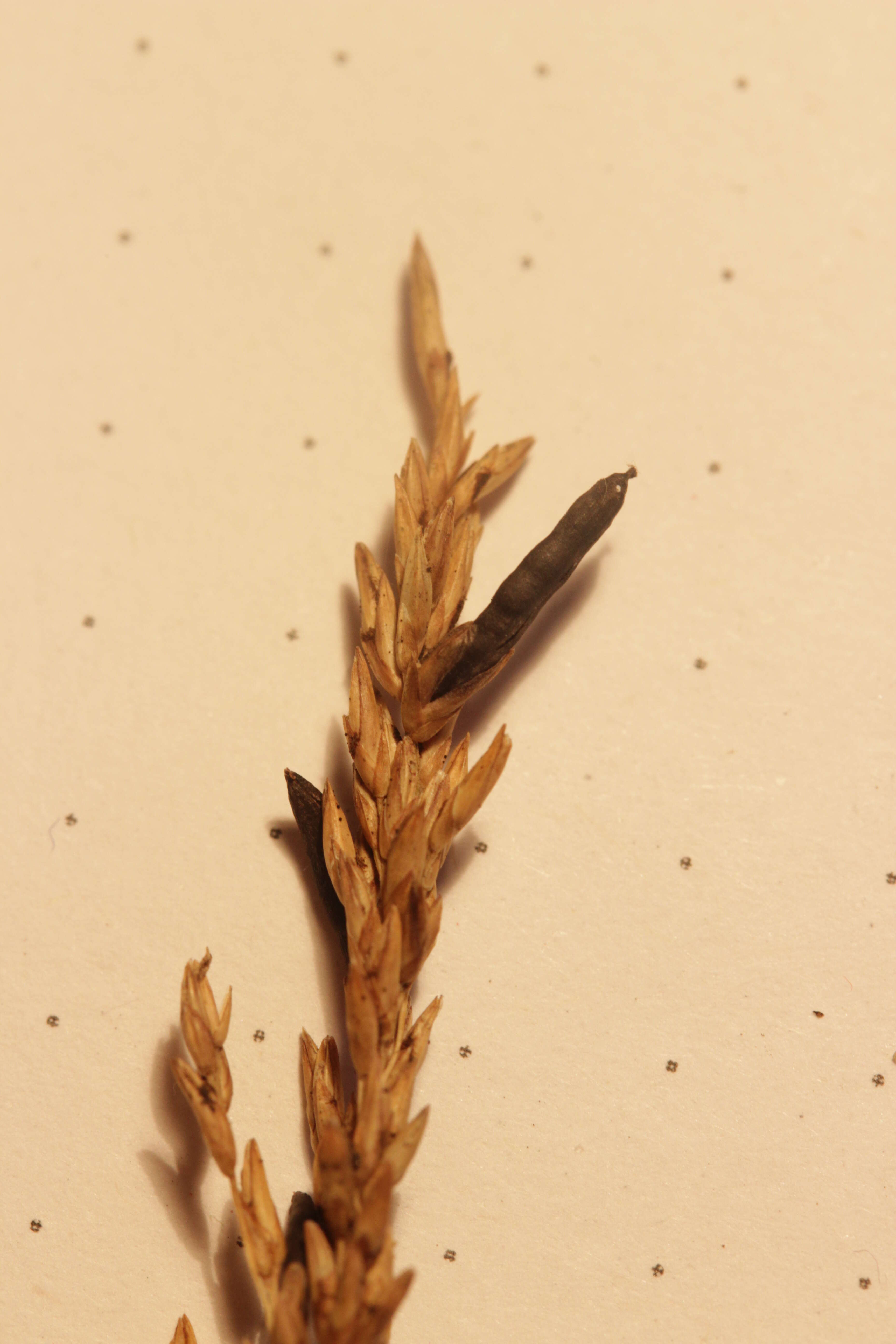 Image of Ergot