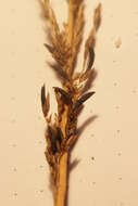 Image of Ergot