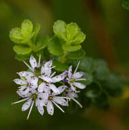 Image of Agathosma venusta (Eckl. & Zeyh.) Pillans