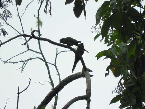 Image of Green-cheeked Conure