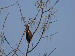 Butorides virescens virescens (Linnaeus 1758) resmi