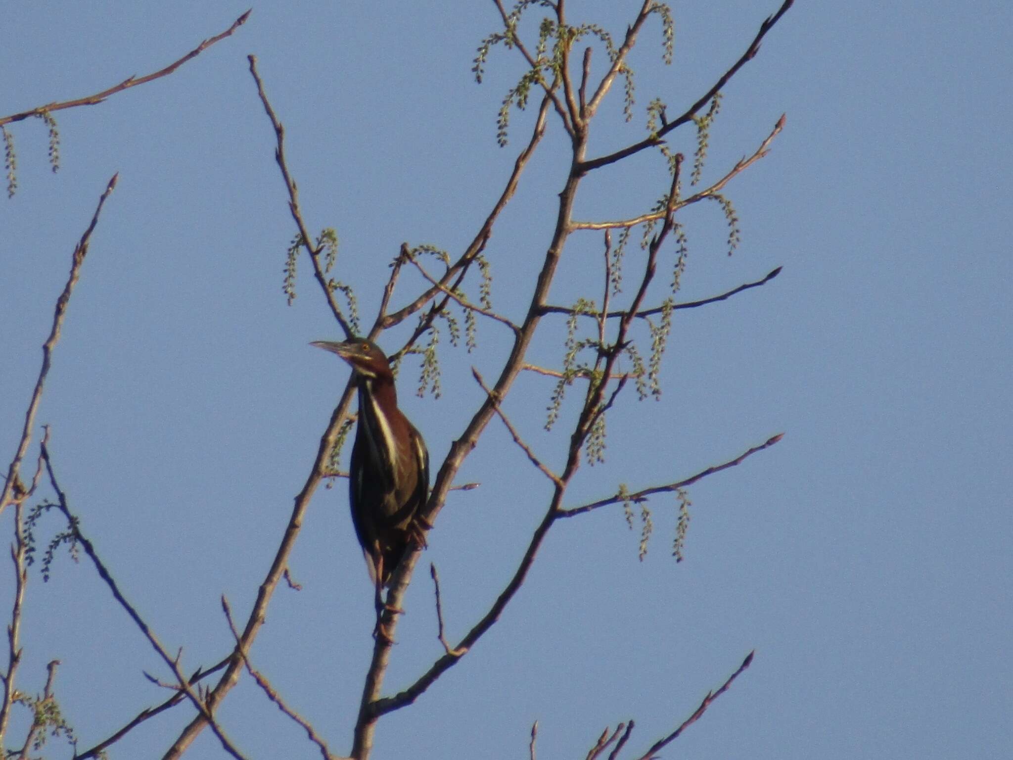 Image of Butorides virescens virescens (Linnaeus 1758)