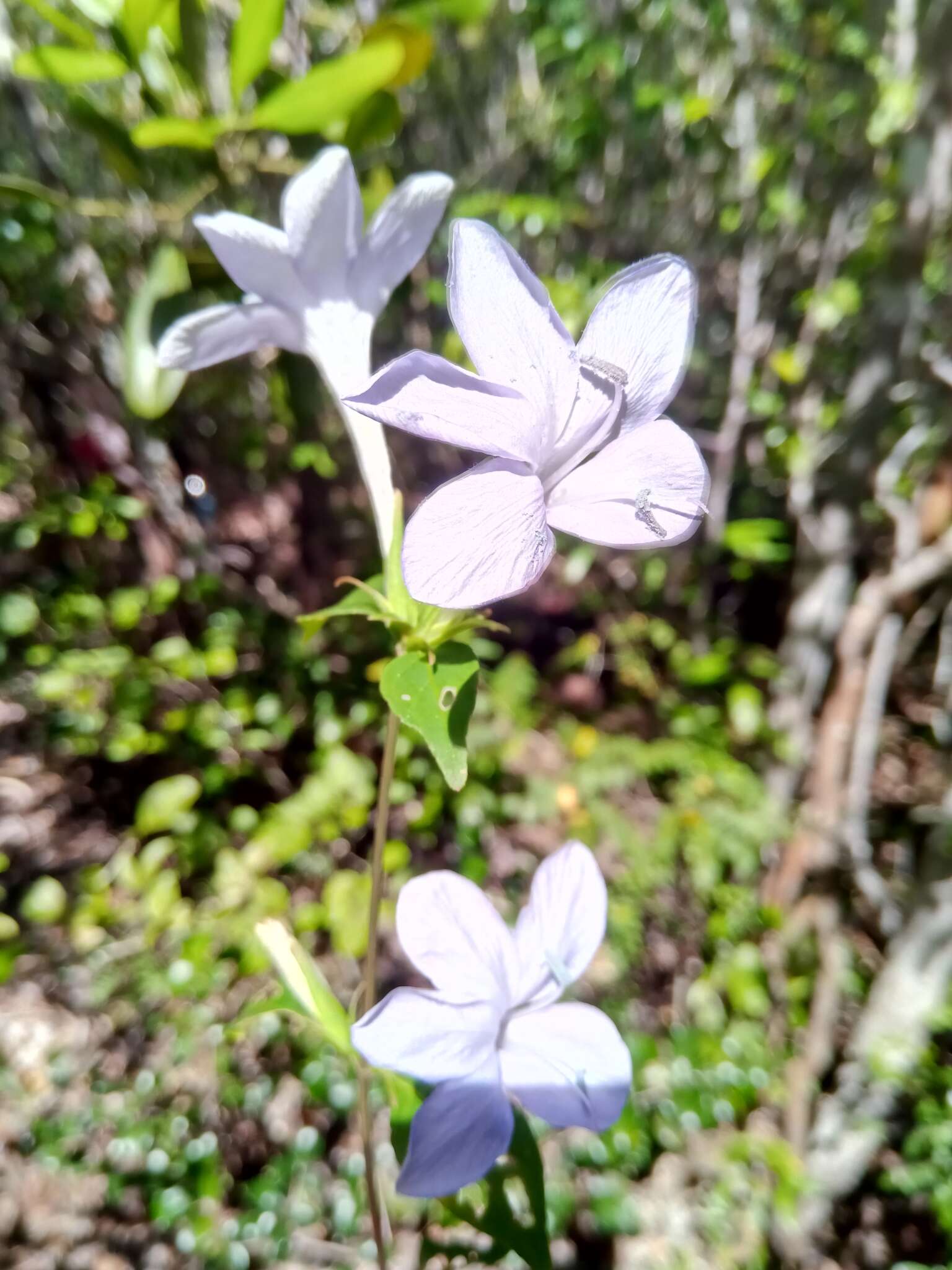 صورة Barleria phillyreifolia Baker