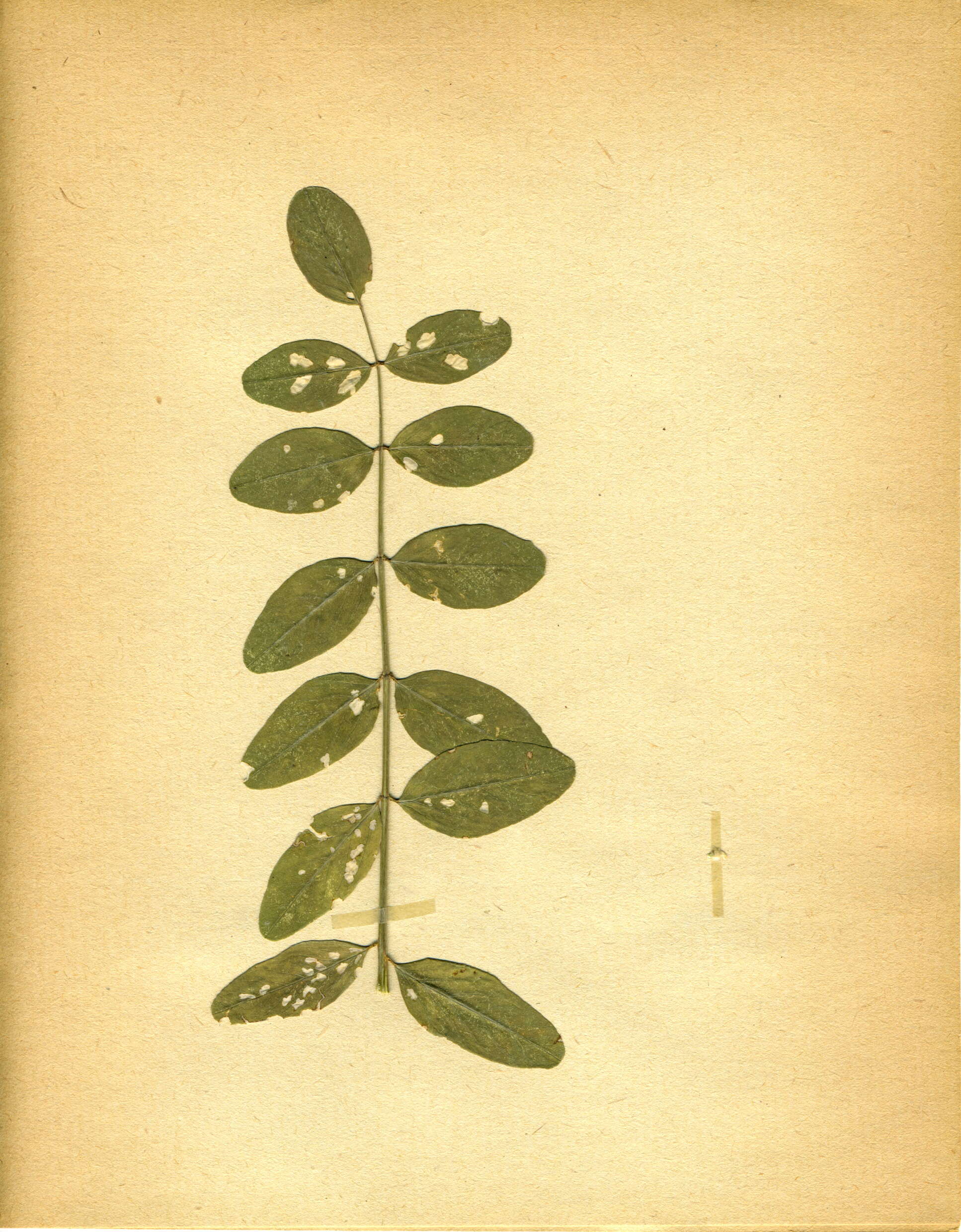 Image of licorice milkvetch