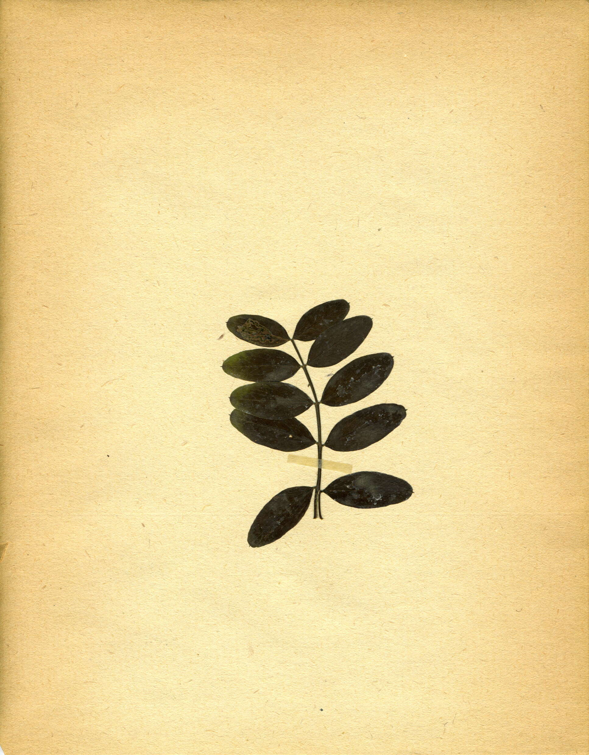 Image of Black Pea