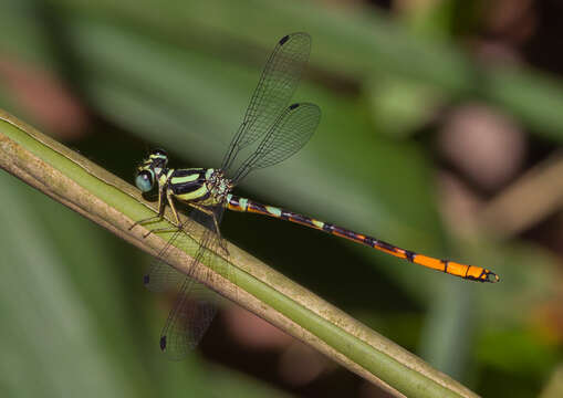 Imagem de Rhinagrion viridatum Fraser 1938