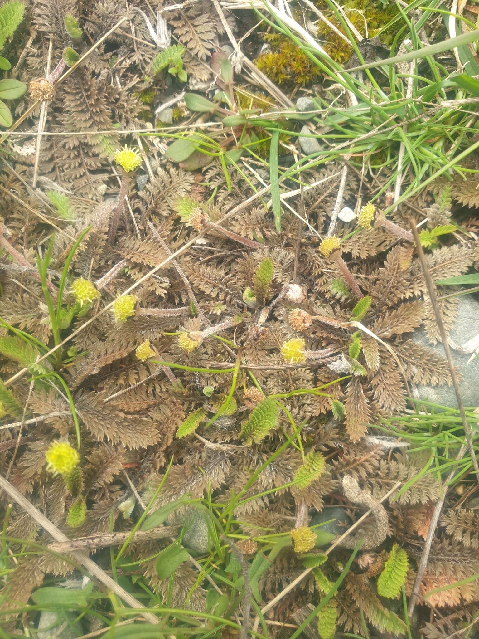 Image of Leptinella pusilla Hook. fil.