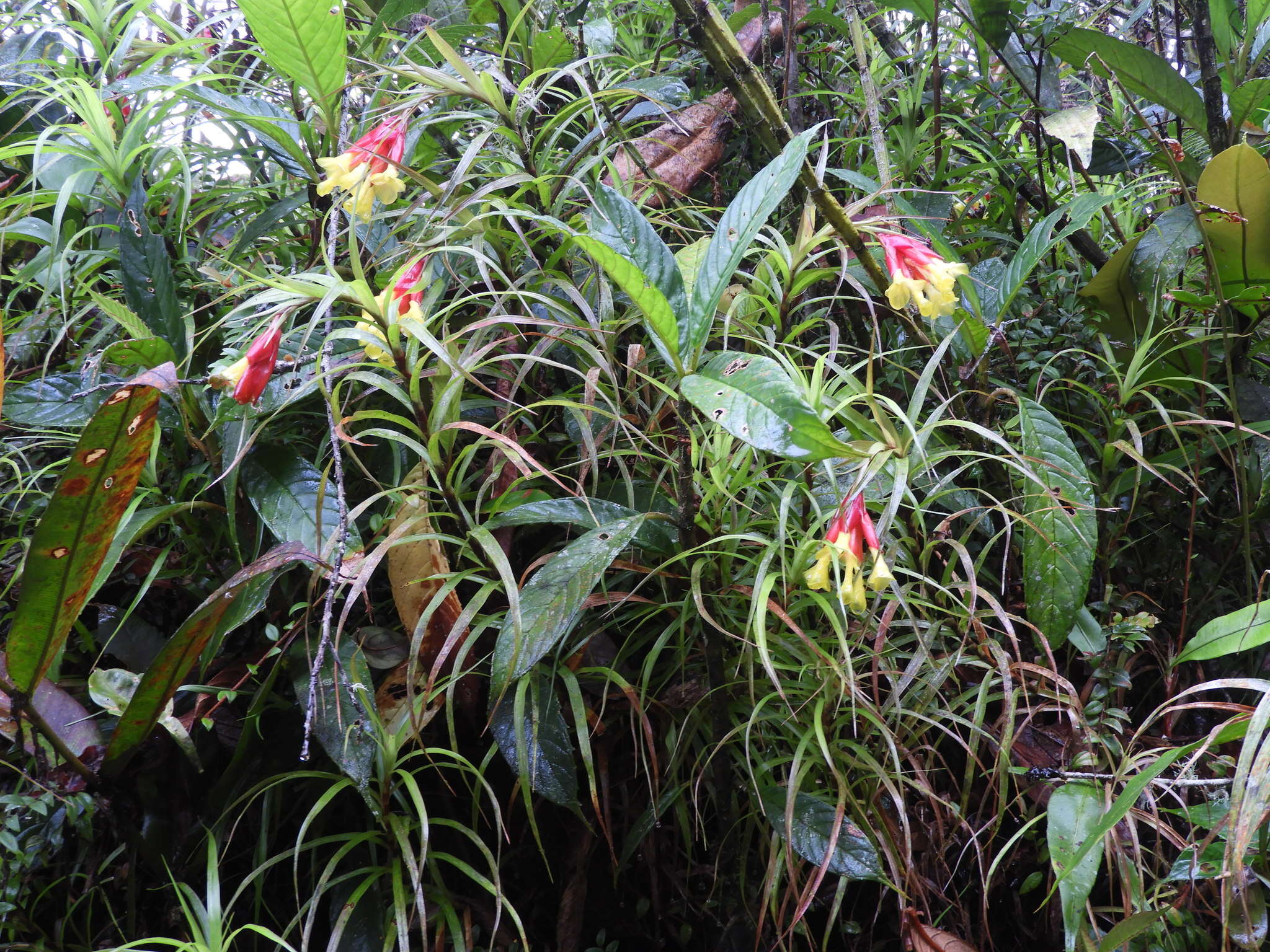 صورة Guzmania pearcei (Baker) L. B. Sm.