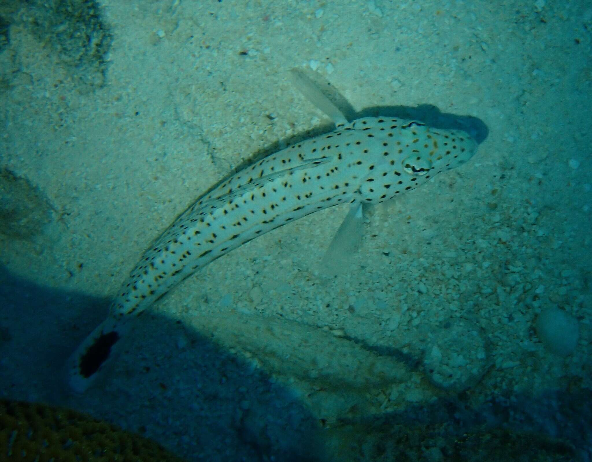 Image of Parapercis xanthogramma Imamura & Yoshino 2007