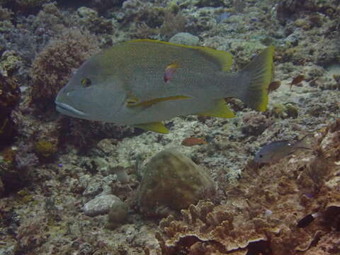 Image of Blubberlip snapper