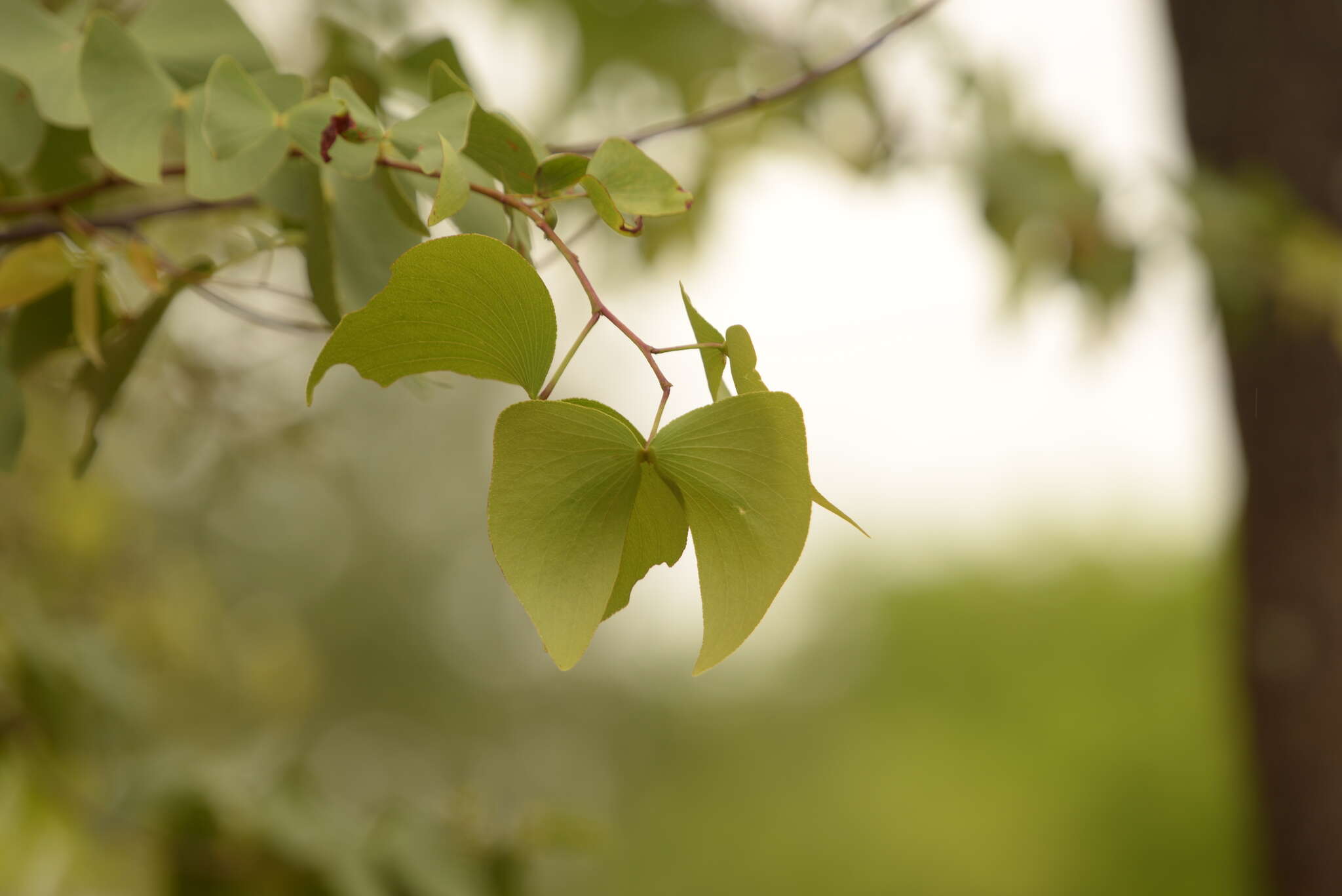 Imagem de Colophospermum