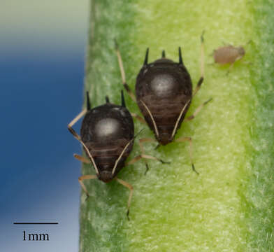 Image of Cowpea aphid