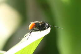 Image of Spider wasp