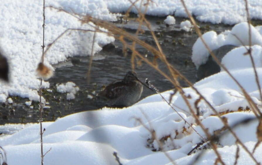 Image of Solitary Snipe