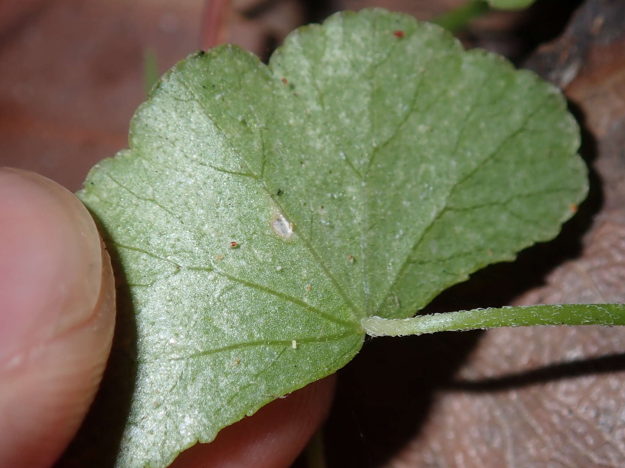 Image de Hydrocotyle hirta R. Br. ex A. Rich.