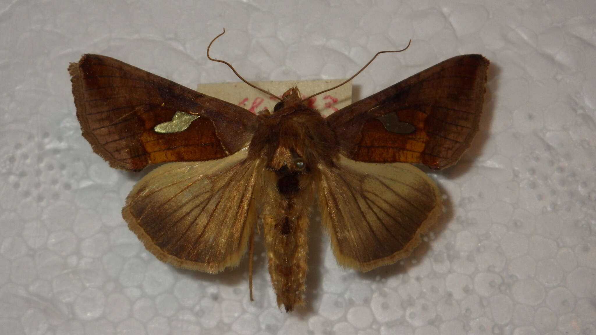 Autographa bractea Schiffermüller 1776 resmi