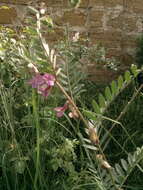 Vicia pannonica subsp. striata的圖片