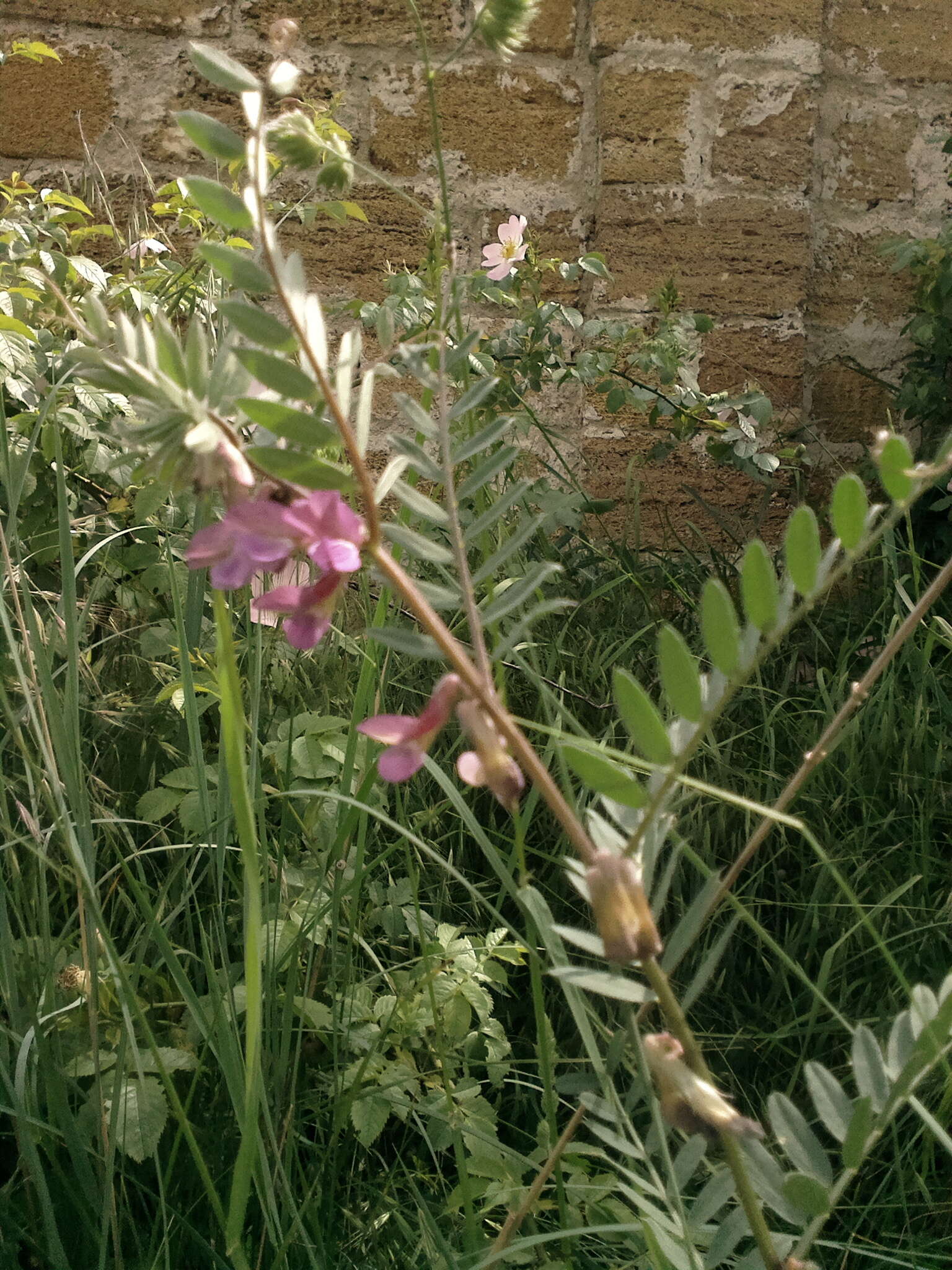 Imagem de Vicia pannonica subsp. striata