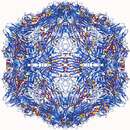 Image of parvo-viruses