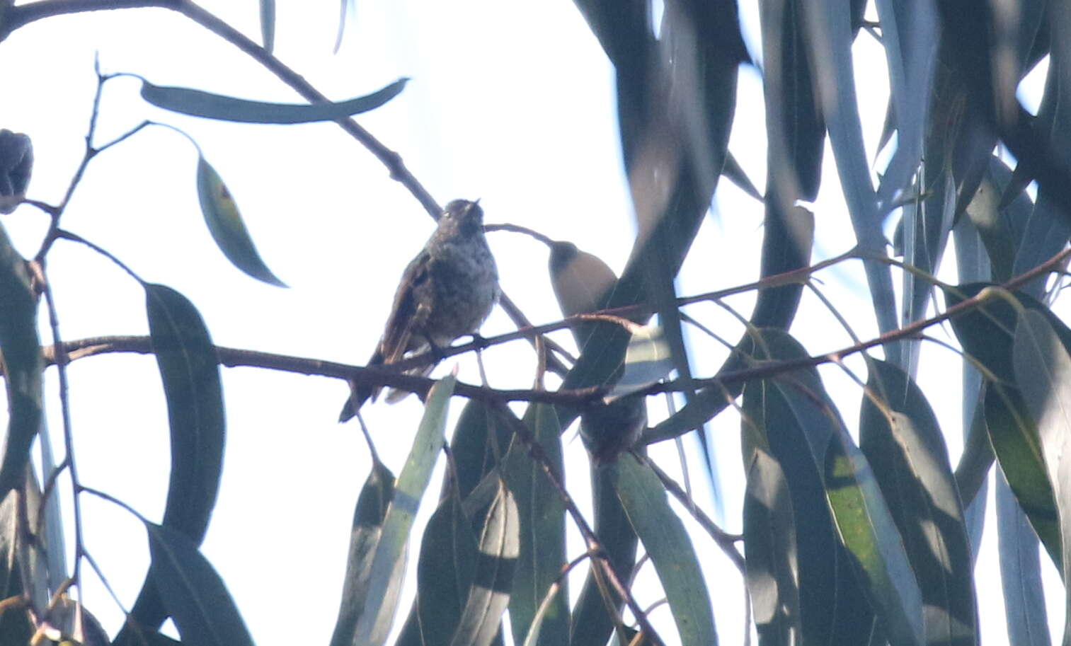 Image of Black-backed Thornbill