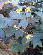 Image of Oxalis ortgiesii Regel