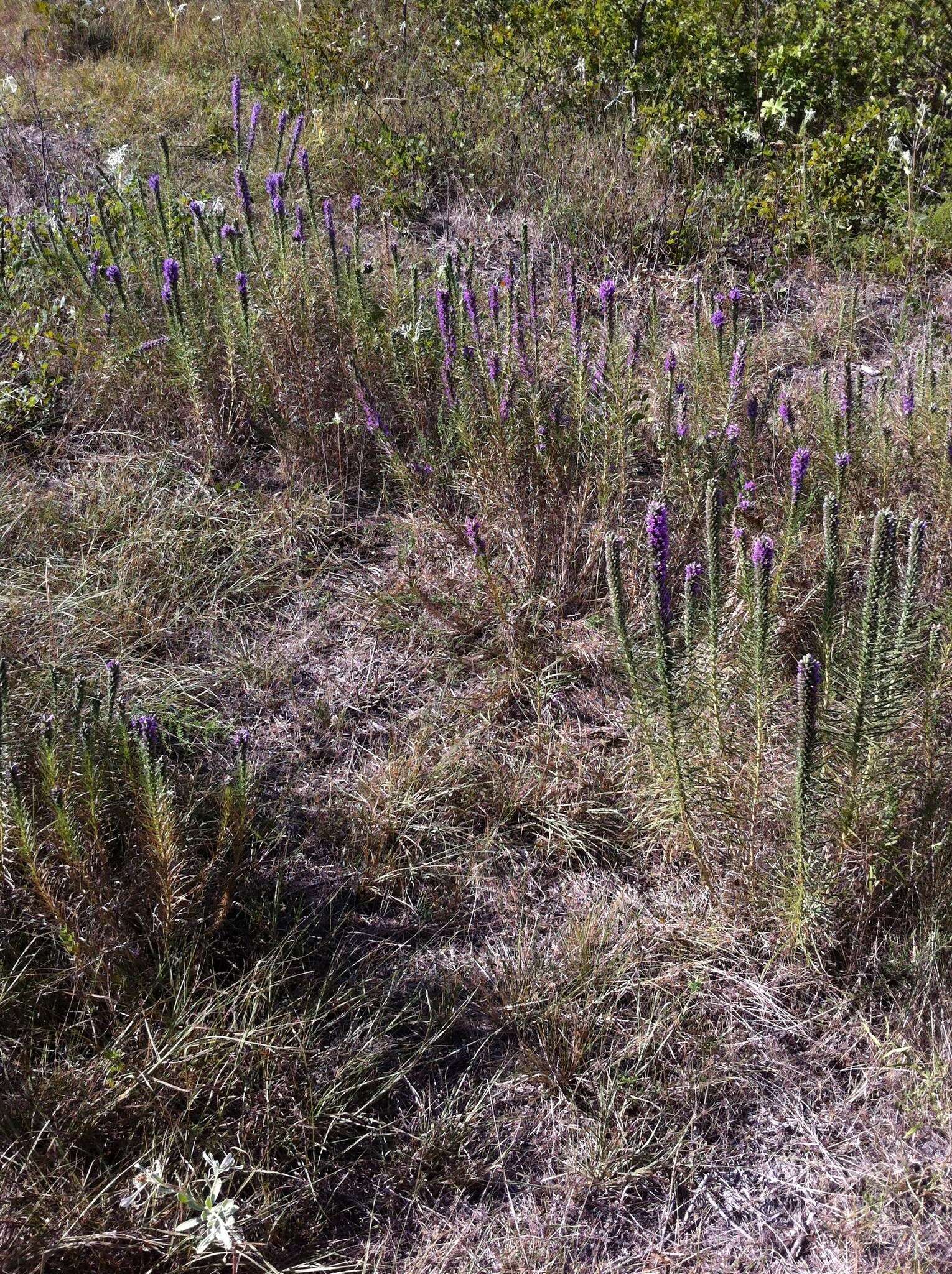 Слика од Liatris punctata var. mucronata (DC.) B. L. Turner