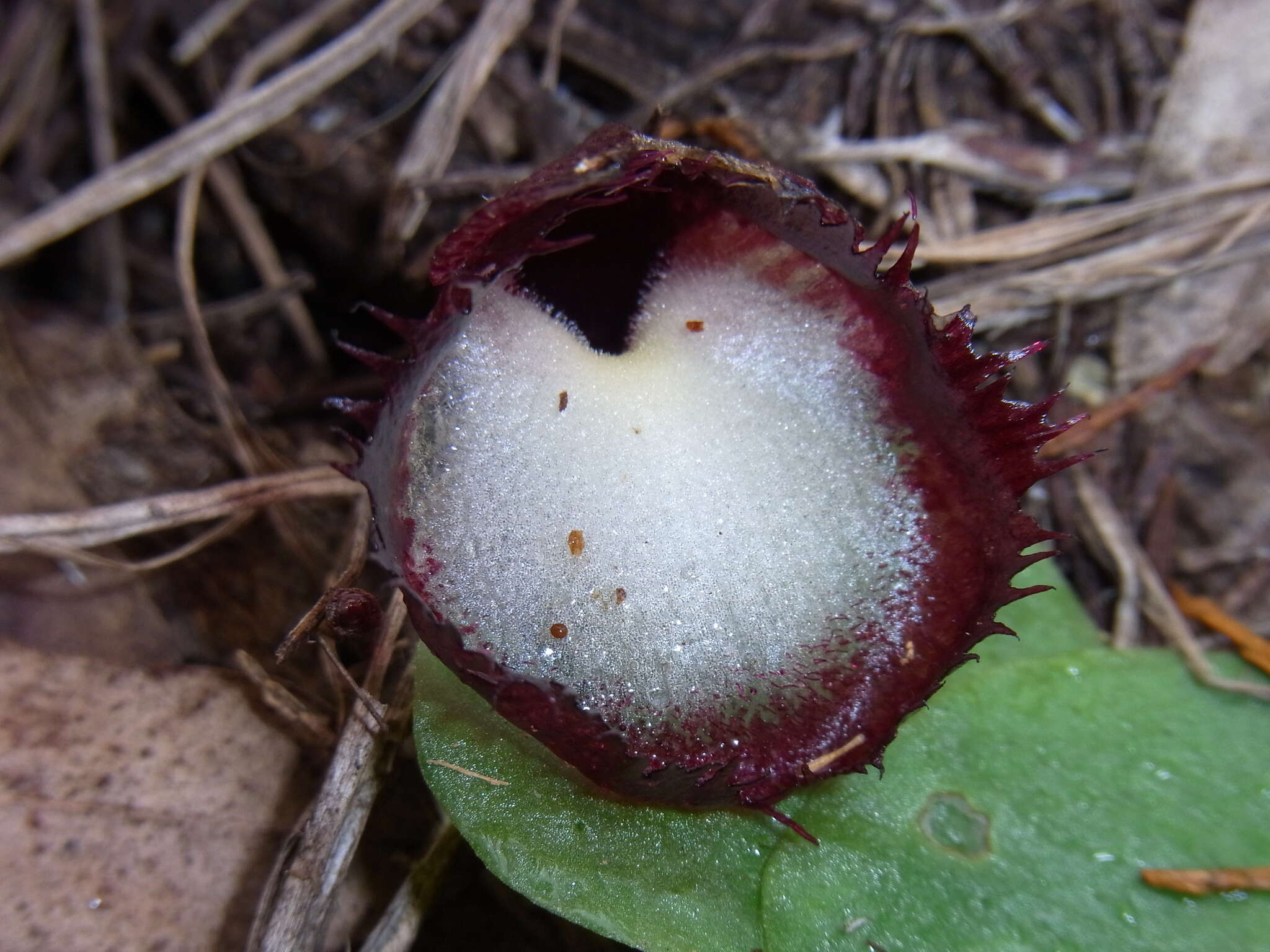 Image of Bristly helmet orchid