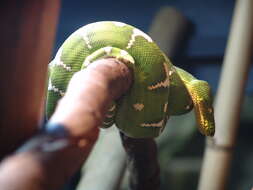 Image of Emerald Tree Boa