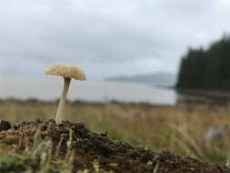 Image de Lichenomphalia umbellifera (L.) Redhead, Lutzoni, Moncalvo & Vilgalys 2002