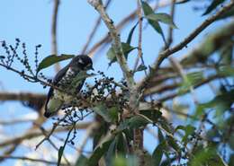 Image of White-browed Purpletuft