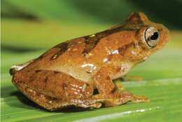 Image of Lesser Treefrog