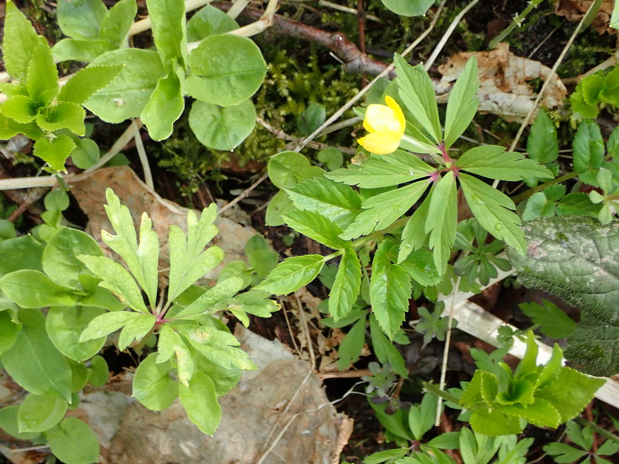 Image of Tranzschelia pruni-spinosae (Pers.) Dietel 1922