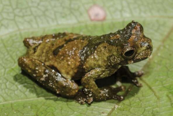 Sivun Dendropsophus parviceps (Boulenger 1882) kuva