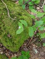 Prosartes maculata (Buckley) A. Gray的圖片