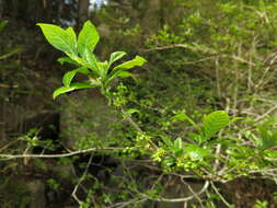 Sivun Orixa japonica Thunb. kuva