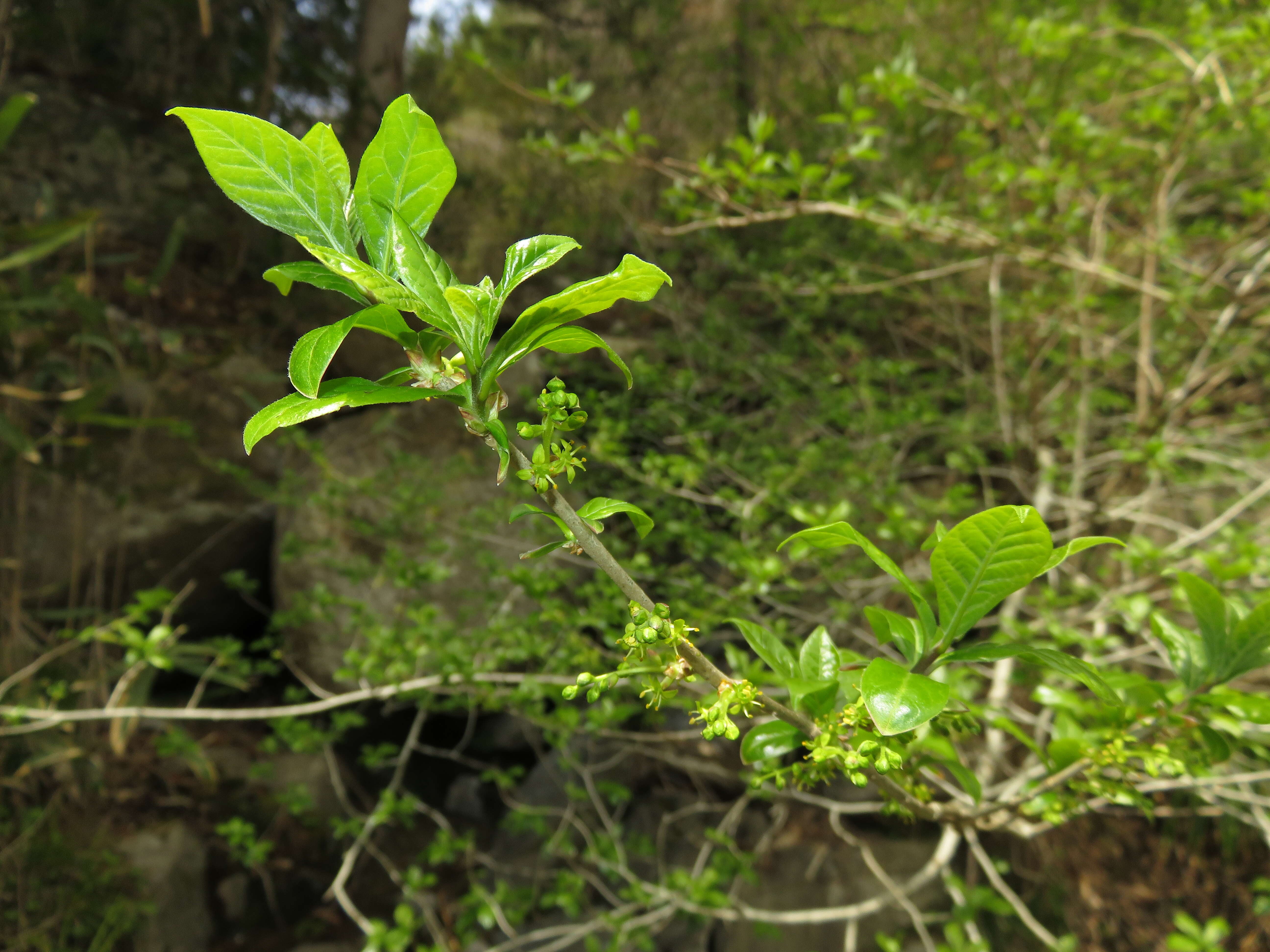 Sivun Orixa japonica Thunb. kuva