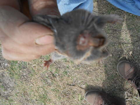 Image of southern pocket gopher